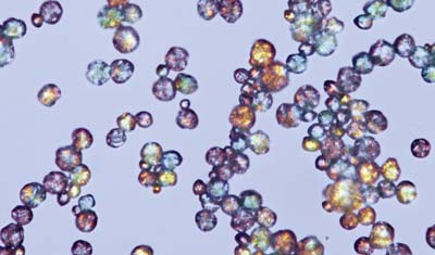 Microscopic view of Micronal microcapsules, 2–20 µm in diameter